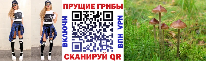 даркнет сайт  Куйбышев  Псилоцибиновые грибы Cubensis 